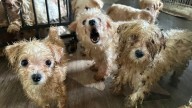 Tennessee Rescuers Save 113 Helpless Dogs From A Puppy Mill’s Heartbreaking Horror