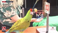 From paintbrushes to roller skates: Parrot performers steal the show at Tulsa State Fair