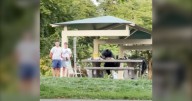 Burnaby news: Brazen bear from social media videos 'dispatched'