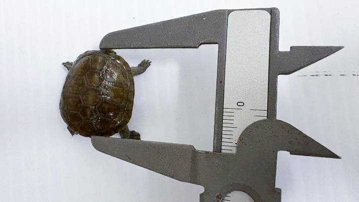 En México nació ejemplar de pequeña tortuga en peligro de extinción