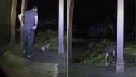 Massachusetts Pup’s Clumsy Stair Fall Turns Into The Cutest Viral Moment Ever