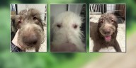 Woman says crop-spraying drone doused her service dogs with pesticides