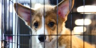 Plantean regular exhibición de animales en venta ante el Congreso en CDMX