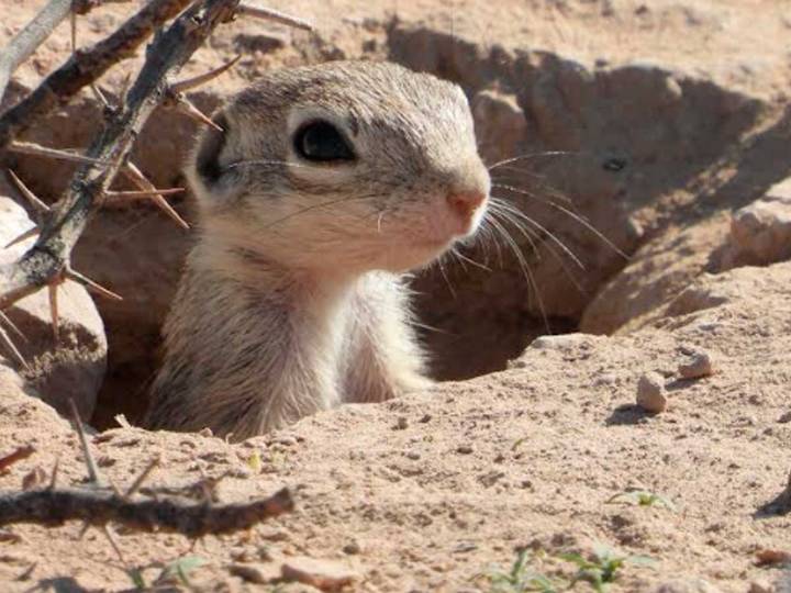 Pide Semarnat cambiar sede del Grito en Ciudad Juárez para proteger ardillas