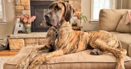If Great Danes Could Text: 7 Messages Your Great Dane Would Send You Today