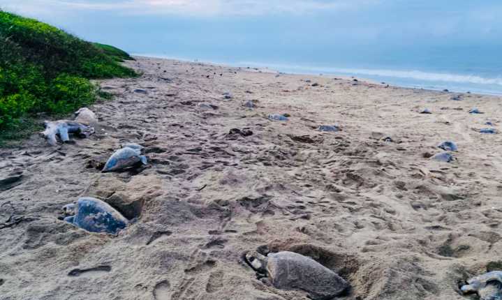 Cuarta arribada del año en playa La Escobilla, en #Oaxaca; Profepa y Semar reportan llegada de 269 mil tortugas