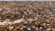 Seeing lots of horseshoe crabs on the beach? Here's why