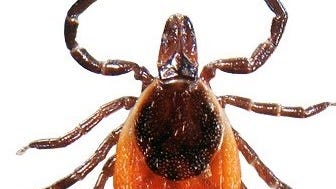Should Tennesseans be worried about ticks as fall nears? What to know