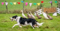 In pictures: Families flock to Lanarkshire museum's first Dog and Duck Day