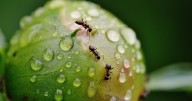How To Stop Ants Eating Your Plants And Flowers