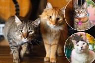 Shops Cats of New York book spotlights the city's best kitties