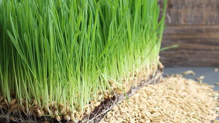 Cultivá tu propia avena en casa con esta técnica infalible de los expertos jardineros