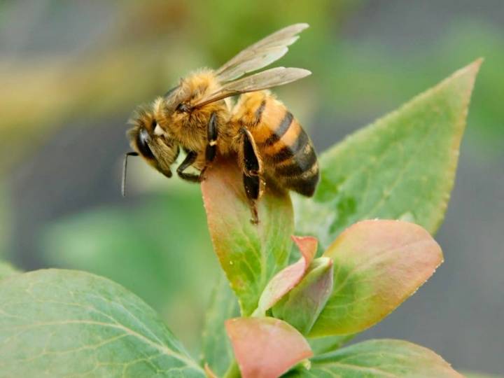 Más de mil especies de abejas contribuyen a preservar la vida en la Tierra