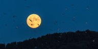 A Massive Bird Migration Is Happening While You Sleep