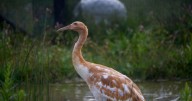 Endangered whooping crane dies of avian flu at Wisconsin wildlife refuge
