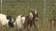 Utah home builder uses goats as natural landscaper