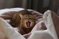 Old lady arrested for calling her cat Palestine Action