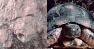 La NASA fotografía una roca con forma de "tortuga" en Marte y despierta nuevas teorías sobre la vida en el planeta rojo