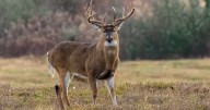 TWRA says hemorrhagic disease confirmed in white-tailed deer in 8 counties