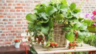 How To Keep Potted Strawberry Plants Alive For Next Season