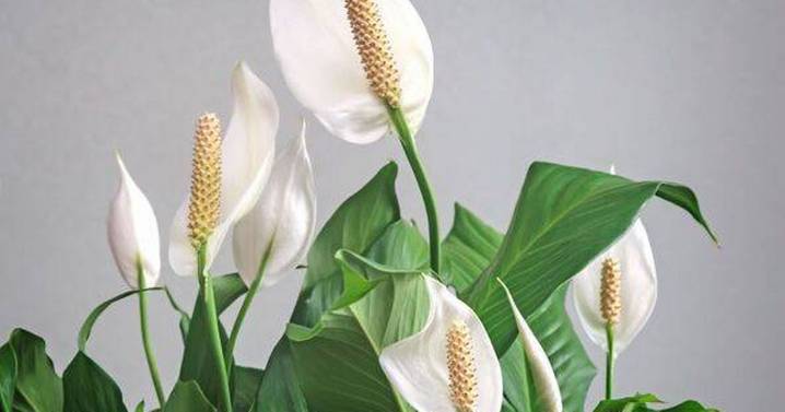 Peace lilies ‘explode with so many flowers' if watered with 1 ingredient