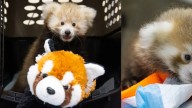 Nace un panda rojo en peligro de extinción en Estados Unidos y su historia conmueve: así es el mamífero que tiene cara de mapache y apariencia de gato