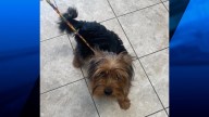 Attleboro Police investigating after dog found abandoned at convenience store