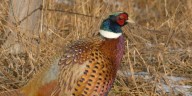 Pheasant-themed beer hits the shelves in key hunting states