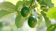 El abono casero que necesita el árbol de palta para estallar de frutas en pocas semanas