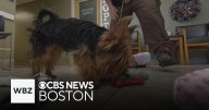 Dog found abandoned in cage with "free" sign attached to it in Attleboro, police say