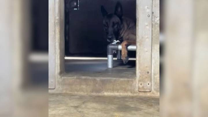 California Rescuer Discovers The Heartbreaking Reason Behind A Shelter Dog’s Painful Paws