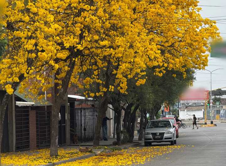 Lluvia, mucho calor y lapachos florecidos: La última semana del invierno tucumano
