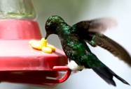 Colombia es el segundo país del mundo con más datos públicos sobre biodiversidad
