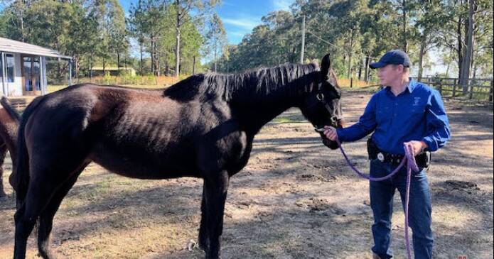 Search for stolen horse leads to property 430km away, illicit drugs seized