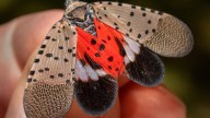 28 invasive insects of 'greatest concern' in Pennsylvania