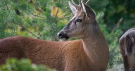 "El huemul no tiene fronteras": Argentina y Chile se unen para repoblar especie y trazan hoja de ruta integral