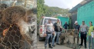 Rescatados dos monos capuchinos en operativo contra tenencia ilegal de fauna silvestre en Lara