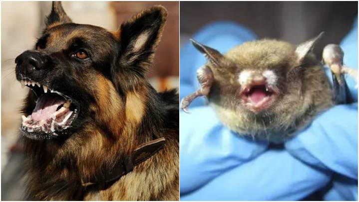 ¿Quiénes pueden contagiar rabia? Éste es el origen de la enfermedad que afecta a animales y pu...