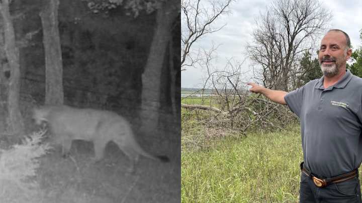 Kansas mountain lions are returning. Here's what to know