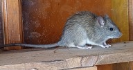 Homeowners say they're mouse-free after buying 'excellent' £26.99 rodent deterrent