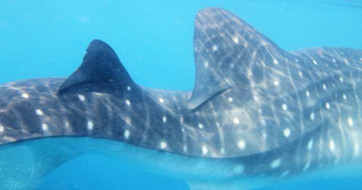 Scientists document first whale shark with scoliosis