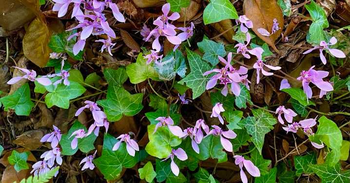Cyclamen - a seasonal favorite