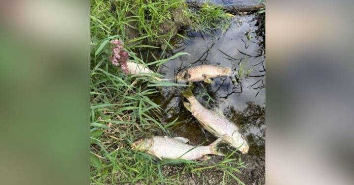 'We want answers': Protest planned at Great Lakes Cheese after Ischua Creek fish kill