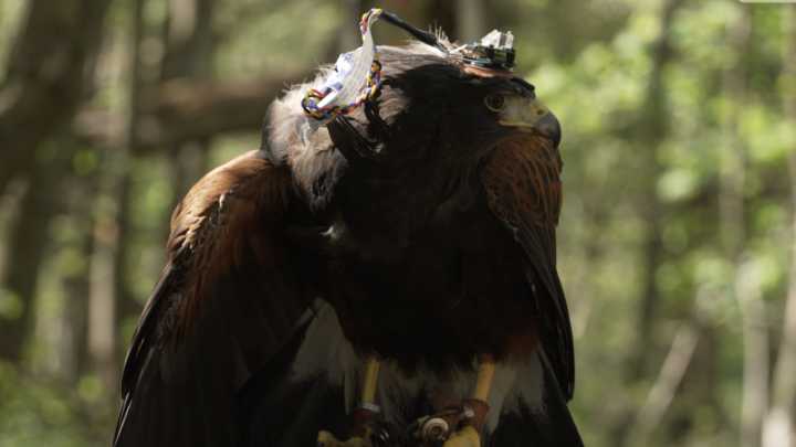 This ‘backpack’ is unlocking how hawks see the world