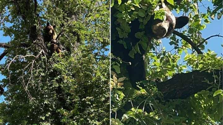 Utah Residents Stunned When They Spotted Someone Massive Hiding In A Tree Overhead
