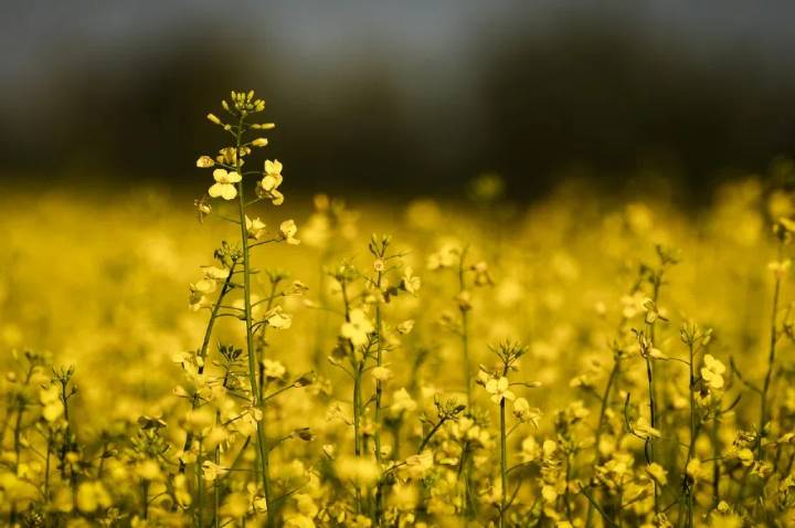 Canadian farmers weigh plans as Chinese tariff hits canola price