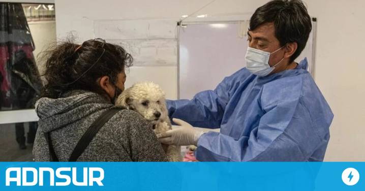 21:00 Castraciones en Comodoro: convocan a veterinarios a sumarse a la campaña de esterilizaciones masivas