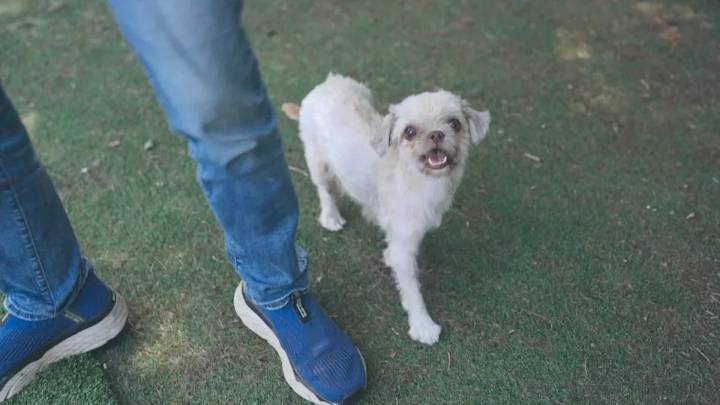 From emaciated to good health: The story of 1 rescue dog and her puppies in foster care