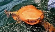 Hallan en Costa Rica al primer tiburón naranja del mundo: un caso único de xantismo