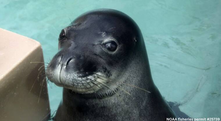 Ho‘aiolona the monk seal has returned to Waikiki Aquarium
